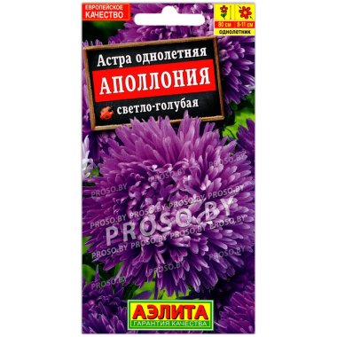 Астра Аполлония светло-голубая