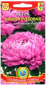 Астра Башня розовая