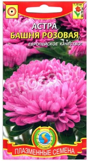 Астра Башня розовая