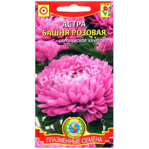 Астра Башня розовая