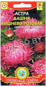 Астра Башня вишнево-розовая