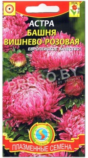 Астра Башня вишнево-розовая