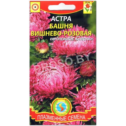 Астра Башня вишнево-розовая