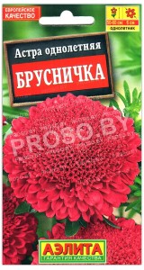 Астра Брусничка