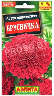 Астра Брусничка