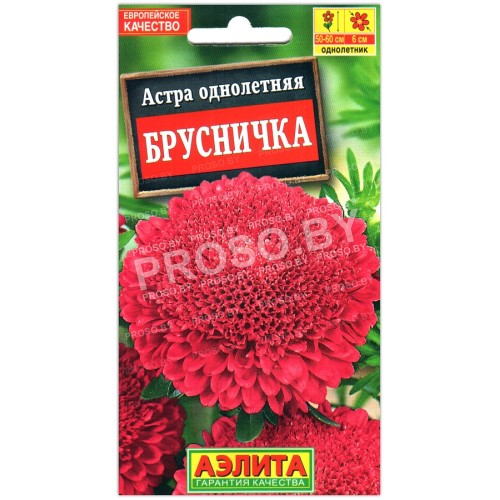 Астра Брусничка