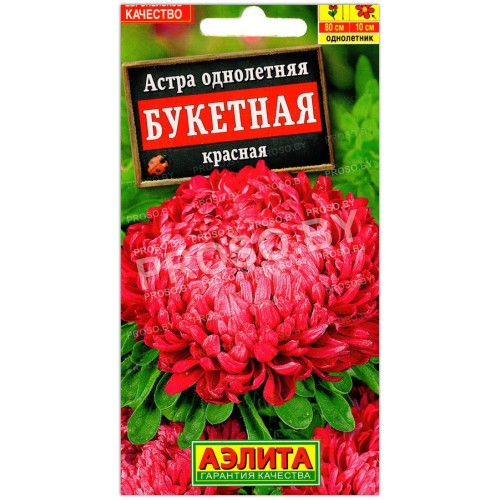 Астра Букетная красная