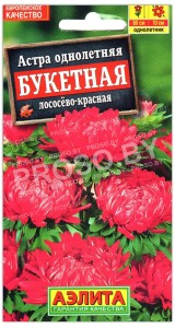 Астра Букетная лососево-красная