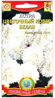 Астра Цветочный ковер белая