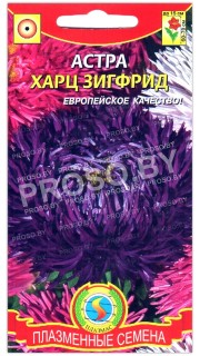 Астра харц Зигфрид