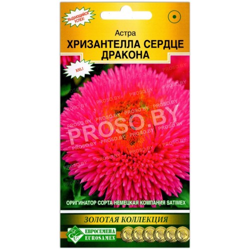 Астра Хризантелла сердце дракона