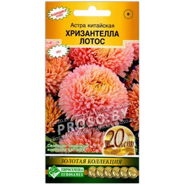Астра китайская Хризантелла лотос