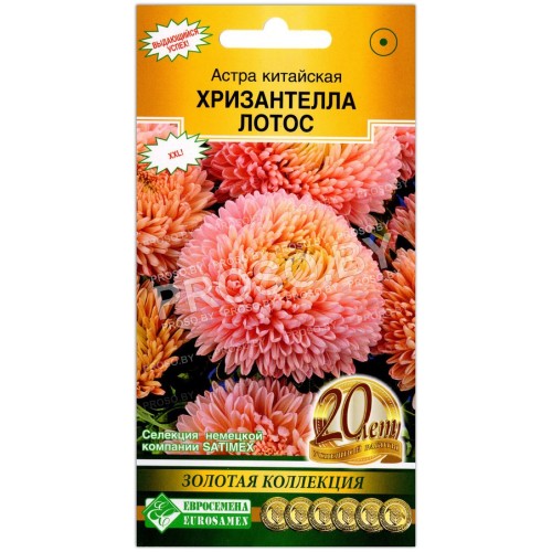 Астра китайская Хризантелла лотос