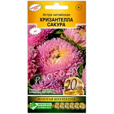 Астра китайская Хризантелла сакура