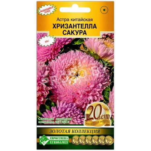 Астра китайская Хризантелла сакура