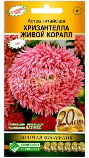 Астра китайская Хризантелла живой коралл