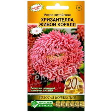 Астра китайская Хризантелла живой коралл