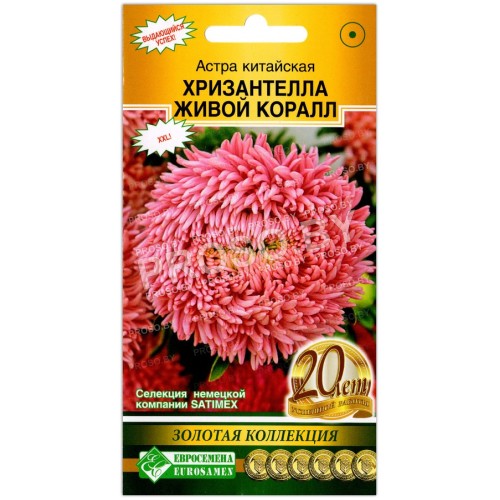 Астра китайская Хризантелла живой коралл