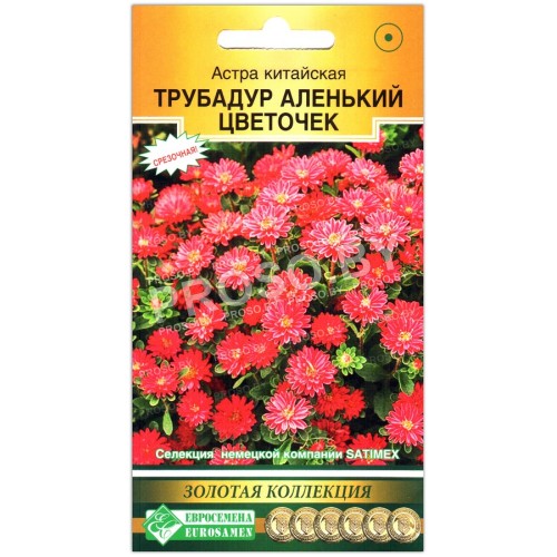 Астра китайская Трубадур аленький цветочек