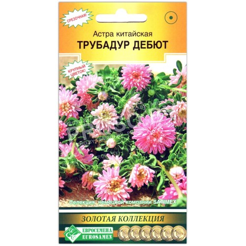 Астра китайская Трубадур дебют