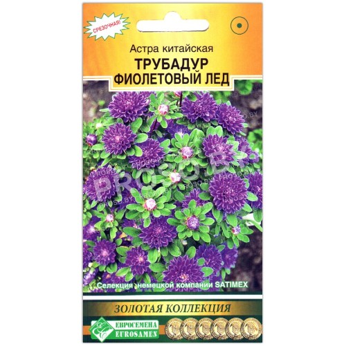 Астра китайская Трубадур фиолетовый лед