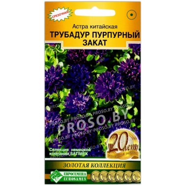 Астра китайская Трубадур пурпурный закат