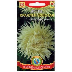 Астра Краллен золотая