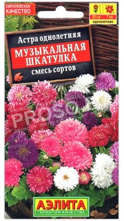 Астра Музыкальная шкатулка, смесь