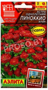 Астра Пиноккио алая