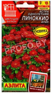 Астра Пиноккио алая