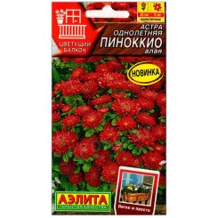 Астра Пиноккио алая