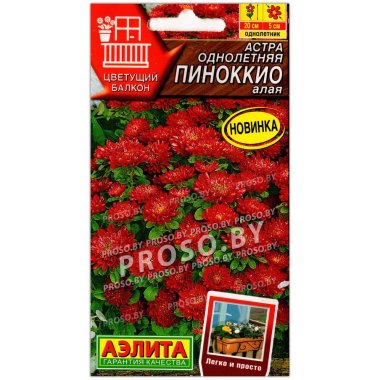 Астра Пиноккио алая
