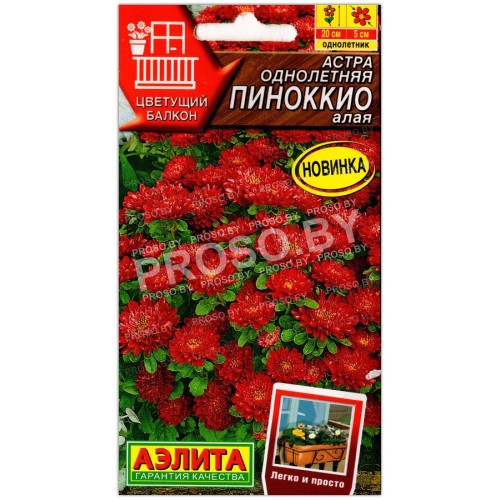 Астра Пиноккио алая
