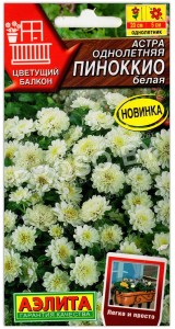 Астра Пиноккио белая