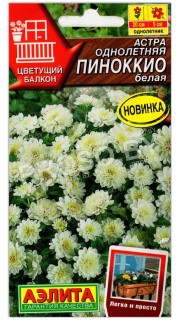 Астра Пиноккио белая
