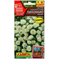 Астра Пиноккио белая