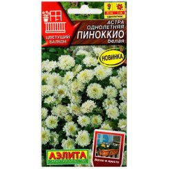 Астра Пиноккио белая