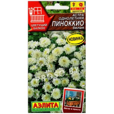 Астра Пиноккио белая