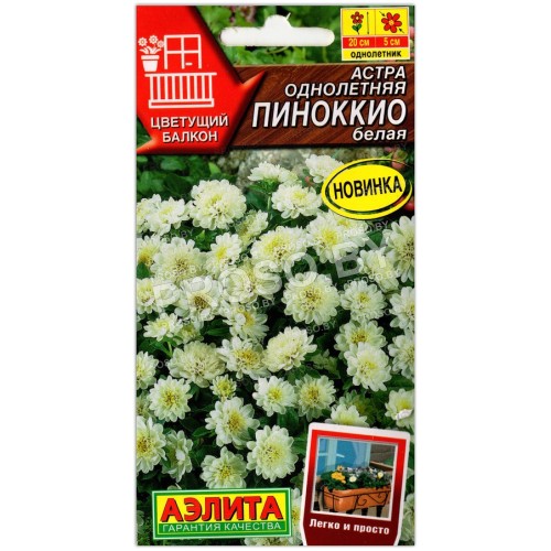 Астра Пиноккио белая