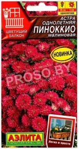 Астра Пиноккио малиновая