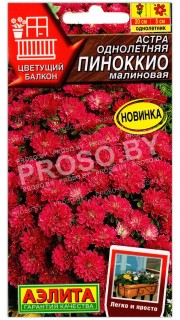 Астра Пиноккио малиновая