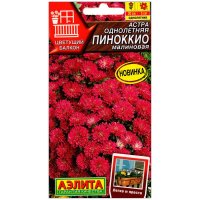 Астра Пиноккио малиновая
