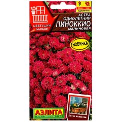Астра Пиноккио малиновая