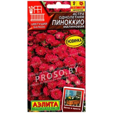 Астра Пиноккио малиновая