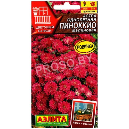 Астра Пиноккио малиновая