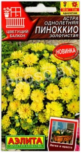 Астра Пиноккио золотистая