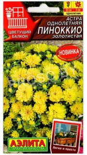 Астра Пиноккио золотистая