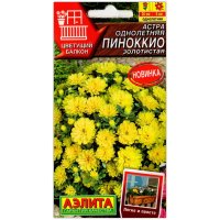 Астра Пиноккио золотистая