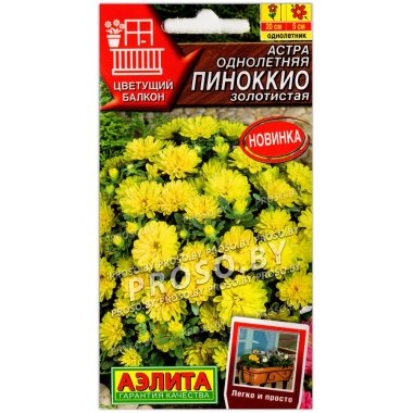 Астра Пиноккио золотистая