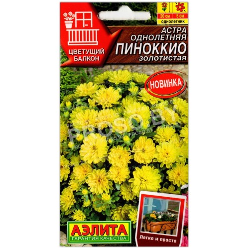 Астра Пиноккио золотистая